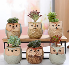 6pcs/set Ceramic Owl Pot with Drainage Hole - Perfect for Succulent Plants