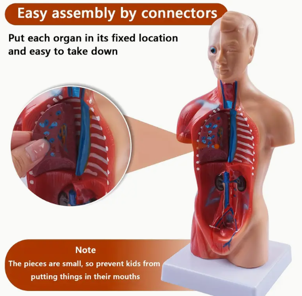 Medical Teaching Anatomical Model] Movable Organs Human Anatomy Model - Manikin Medical Teaching Anatomical Skeleton Model for Teachers, Clinics, Adults - Display Bases