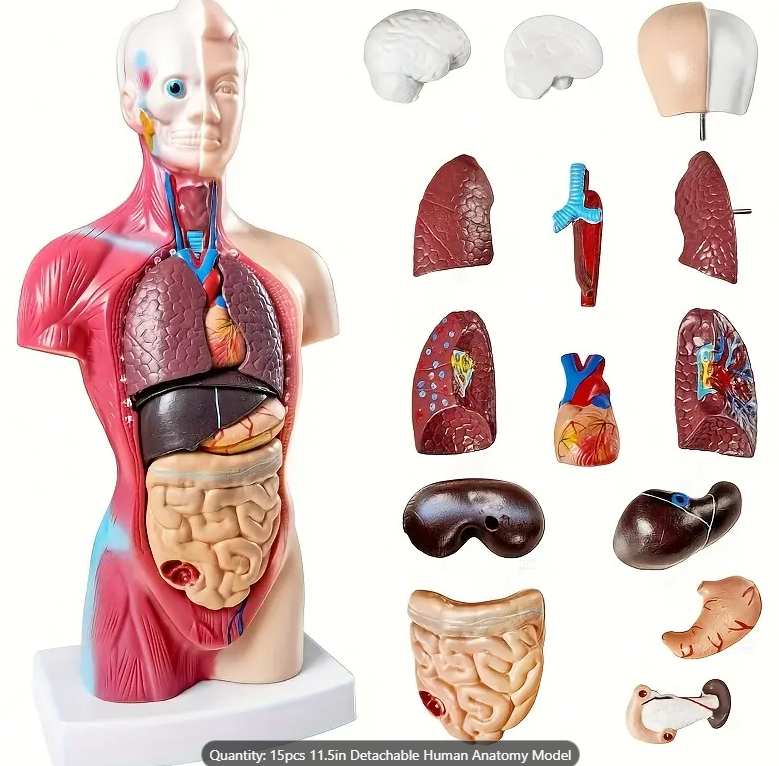 15pcs set of 11.5-inch detachable human anatomy models, medical teaching skeleton model kit, with detachable organs, anatomy human structure learning tool for science classroom demonstrations and displays