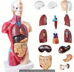 15pcs set of 11.5-inch detachable human anatomy models, medical teaching skeleton model kit, with detachable organs, anatomy human structure learning tool for science classroom demonstrations and displays