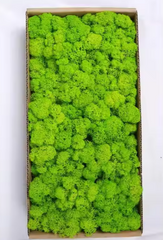 High Quality Yunnan Bestselling Preserved Moss For Office Decoration