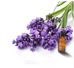 100% Pure and Natural Excellent Quality Aromatherapy Use Bulgarian Lavender Essential Oil