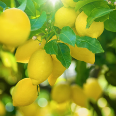 'RAVELLO' MEMORITALY LIMONCELLO FROM AMALFI COAST